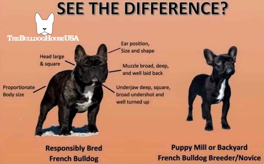 French-Bulldog-comparison-quality