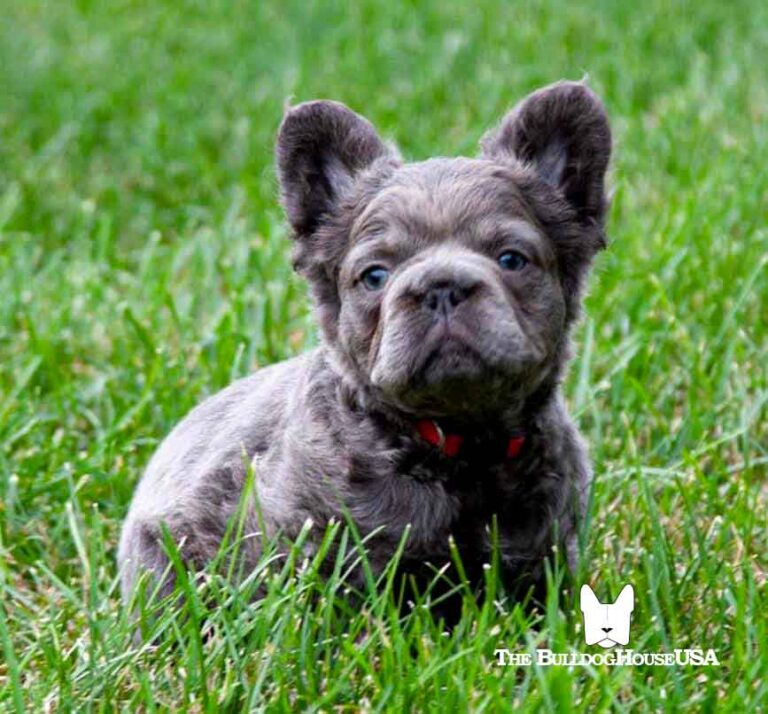 Fluffy-Frenchie-USA-Fluffy-FrenchBulldog-Puppy-Long-hair-frenchies-exotic-dog-exclusive-blue-pups