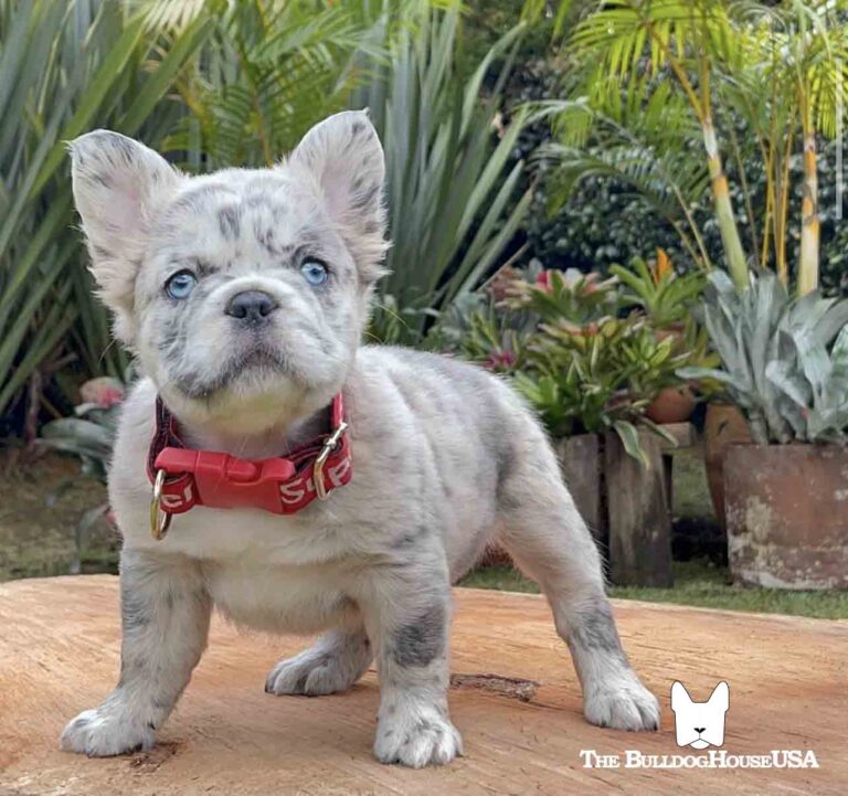 Fluffy-Frenchie-USA-Fluffy-FrenchBulldog-Stud-Long-hair-frenchies-exotic-dog