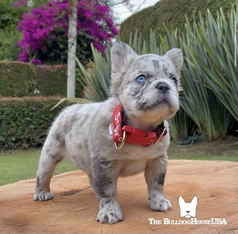 Fluffy-Frenchie-USA-Fluffy-FrenchBulldog-Stud-Long-hair-frenchies-exotic-dog-exclusive