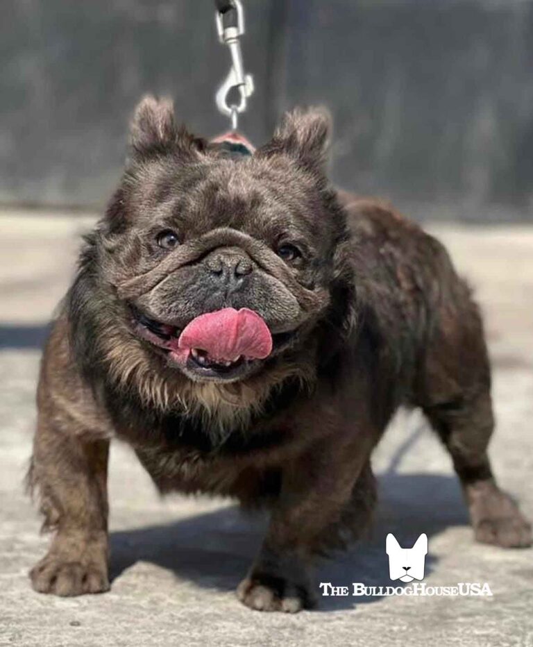 Fluffy-Frenchie-USA-Fluffy-FrenchBulldog-Stud-Long-hair-frenchies-exotic-dog-exclusive-blue-dogs