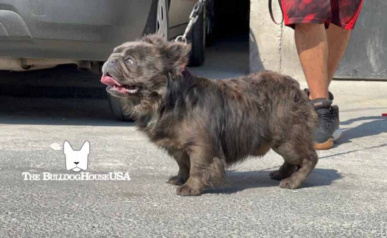 Fluffy-Frenchie-USA-Fluffy-FrenchBulldog-Stud-Long-hair-frenchies-exotic-dog-exclusive-blue-pets