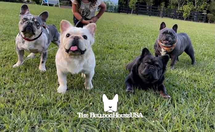 Fluffy French Bulldogs