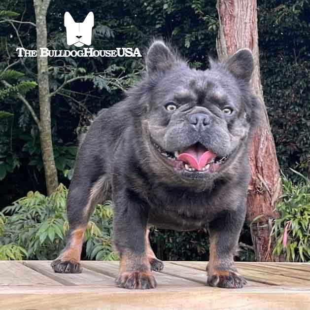 Fluffy-Frenchie-USA-Fluffy-FrenchBulldog-Stud-Long-hair-frenchies