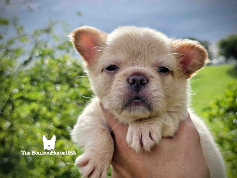 Fluffy-Frenchie-USA-Fluffy-FrenchBulldog-puppy-Long-hair-frenchies-exotic-dog-exclusive-cream