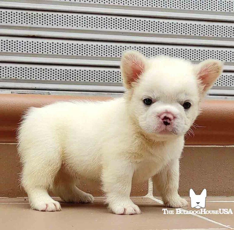 Fluffy-Frenchie-USA-Fluffy-FrenchBulldog-puppy-Long-hair-frenchies-exotic-dog-exclusive-cream-small