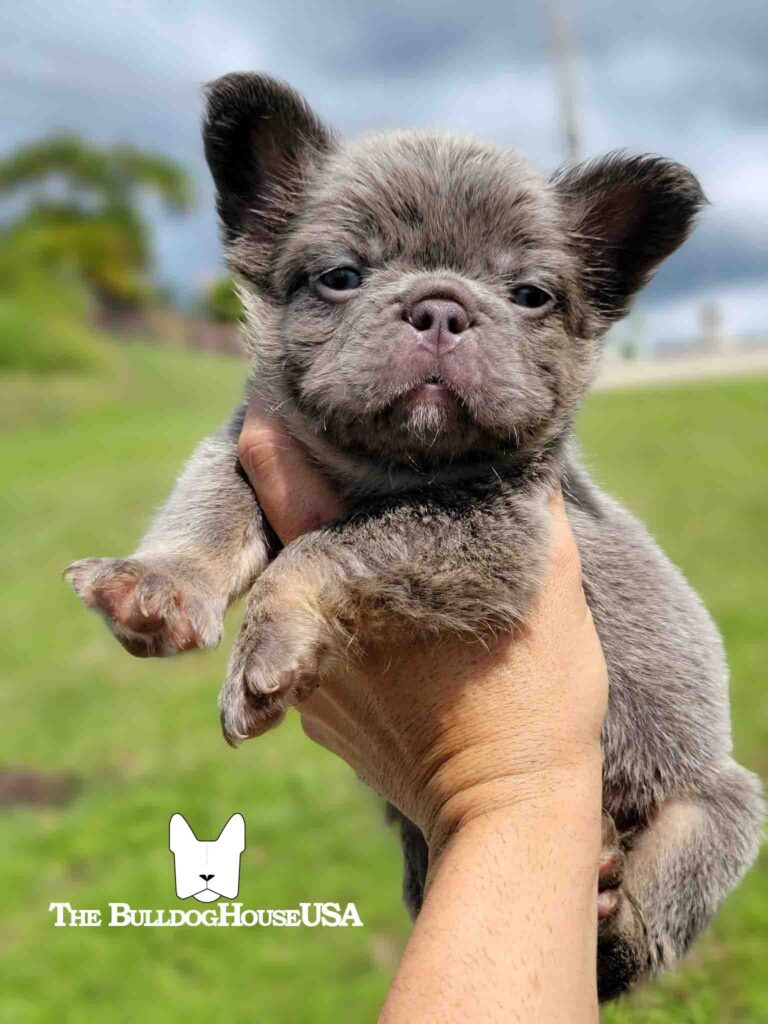 Fluffy-Frenchie-USA-Fluffy-FrenchBulldog-puppy-Long-hair-frenchies-exotic-dog-exclusive-lilac