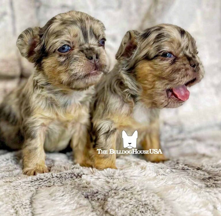 Fluffy-Frenchie-USA-Fluffy-FrenchBulldog-puppy-Long-hair-frenchies-exotic-dog-exclusive-merle-brothers