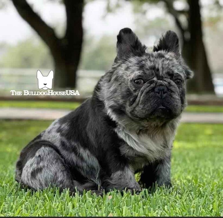 Fluffy-Frenchie-USA-Fluffy-FrenchBulldog-puppy-Long-hair-frenchies-exotic-dog-exclusive-merle-fluffy-daddy