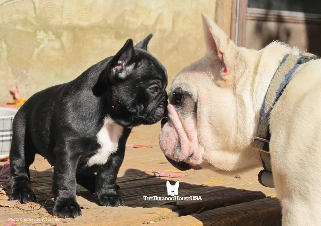 French-Bulldog-TheBulldoghouseusa.com-puppies