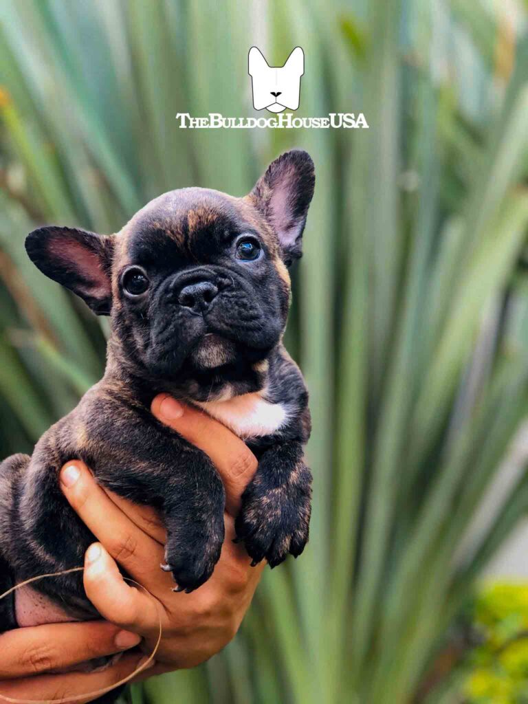 French-Bulldog-Black-color-frenchie-thebulldoghouseusa-