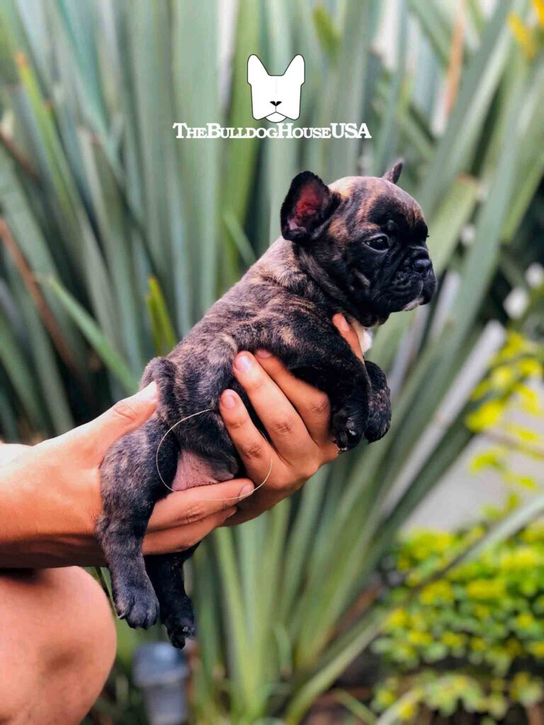 French-Bulldog-Black-color-frenchie-thebulldoghouseusa-akc-dog-california