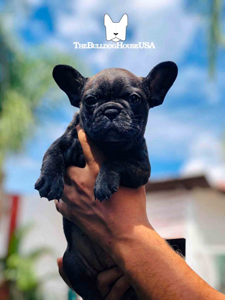 French-Bulldog-Black-color-frenchie-thebulldoghouseusa-akc-dogs