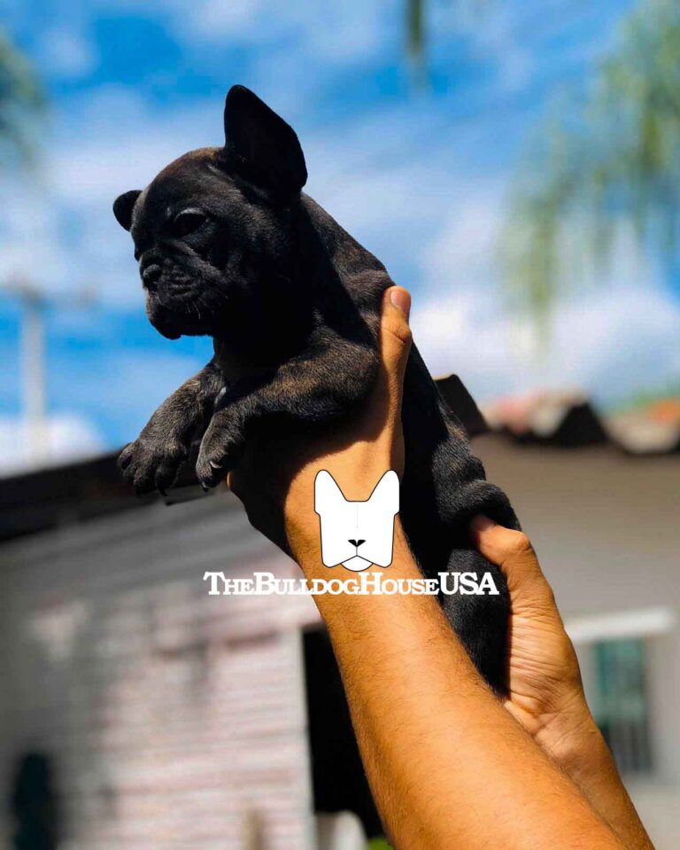 French-Bulldog-Black-color-frenchie-thebulldoghouseusa-customers