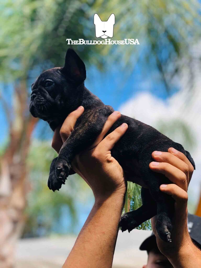 French-Bulldog-Black-color-frenchie-thebulldoghouseusa-customerss