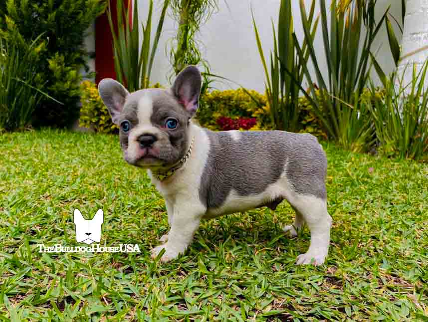 French-Bulldog-Blue-client-delivery-thebulldoghouseusa-california-instagram-frenchies-akc-pet-dog