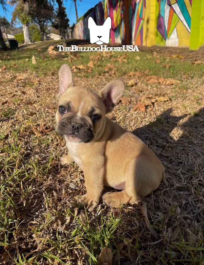 French-Bulldog-Fawn-color-thebulldoghouseusa-akc-puppy-usa