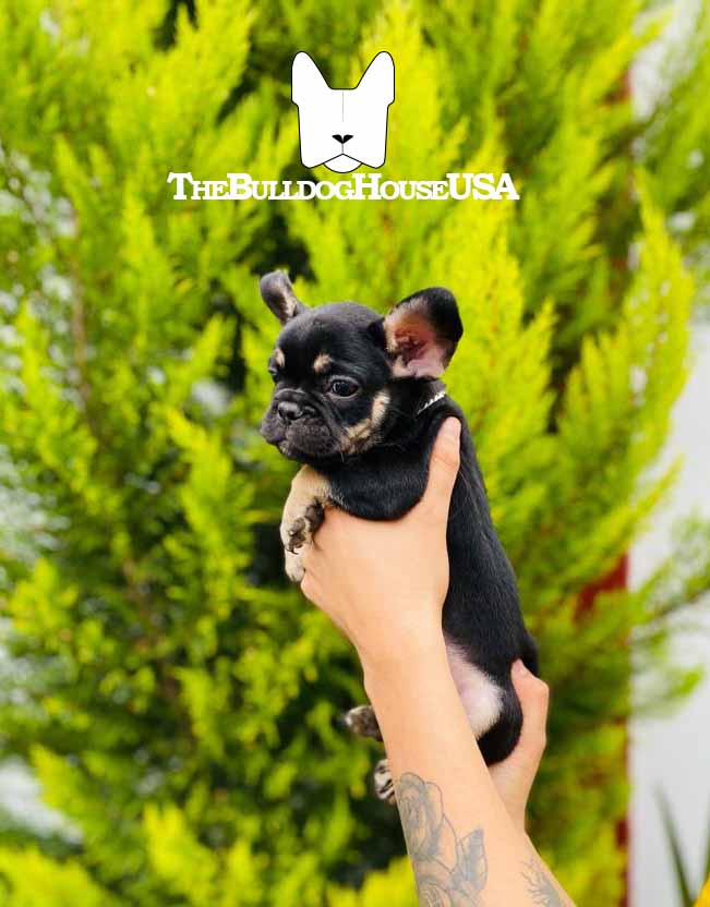 French-Bulldog-Lilac-color-thebulldoghouseusa-usa-dogs-frenchie-black