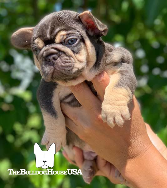 French-Bulldog-Lilac-color-thebulldoghouseusa-usa-dogs-frenchie-lilac-and-tan