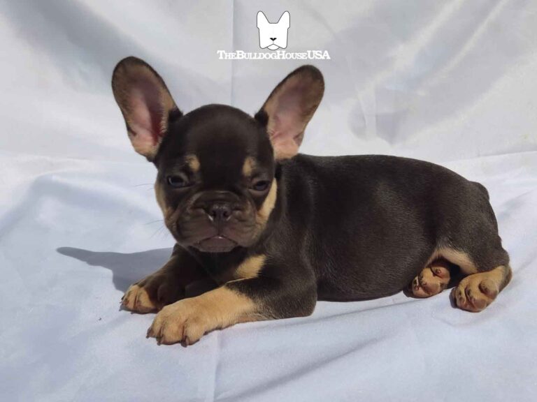 French-Bulldog-Lilac-color-thebulldoghouseusa-usa-dogs-frenchies-akc