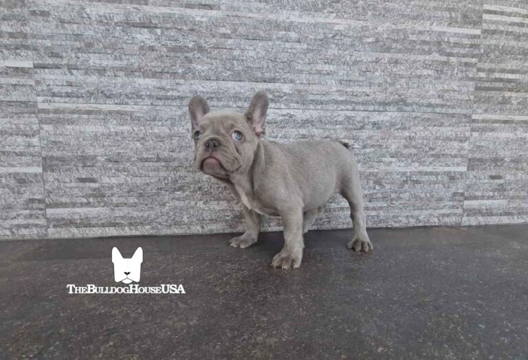 French-Bulldog-Lilac-color-thebulldoghouseusa-usa-dogs-frenchies-akc-pet