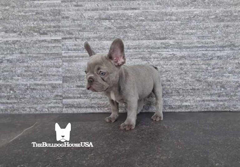 French-Bulldog-Lilac-color-thebulldoghouseusa-usa-dogs-frenchies-akc-registered