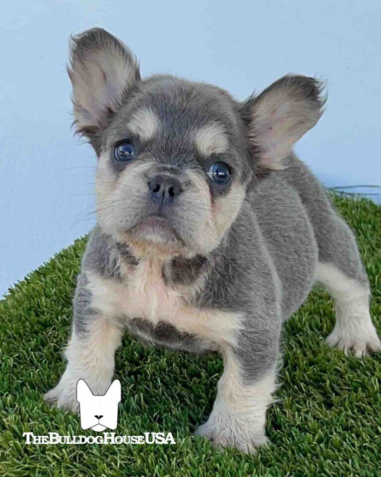 French-Bulldog-Lilac-color-thebulldoghouseusa-usa-dogs-frenchies-fluffy