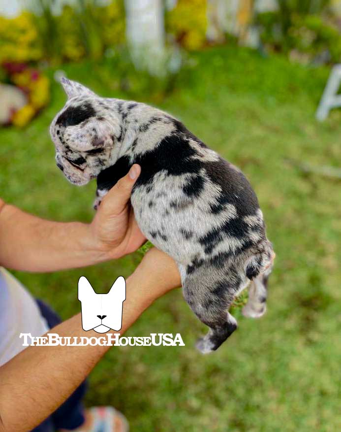 French-Bulldog-Merle-color-frenchie-thebulldoghouseusa-usa-akc-petco-bluemerle