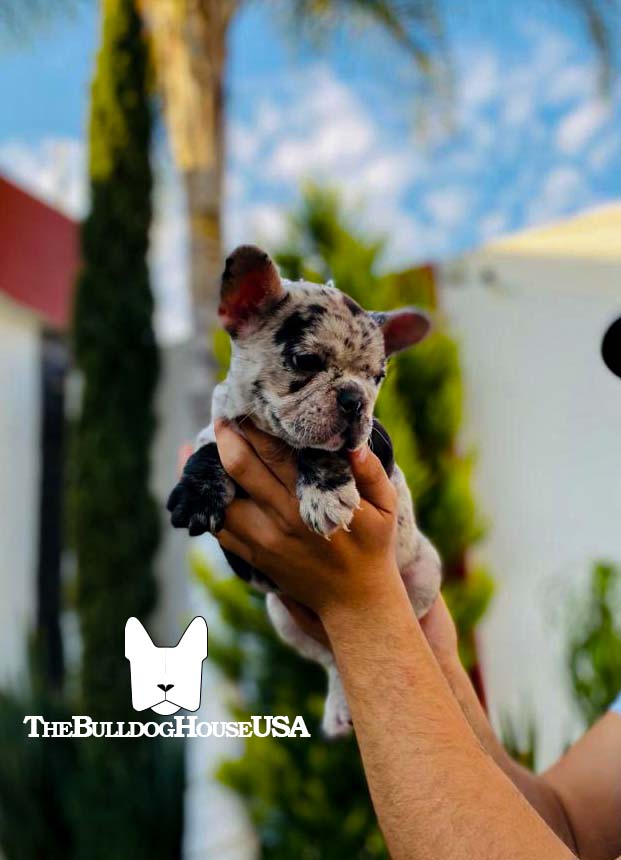 French-Bulldog-Merle-color-frenchie-thebulldoghouseusa-usa-akc-petco