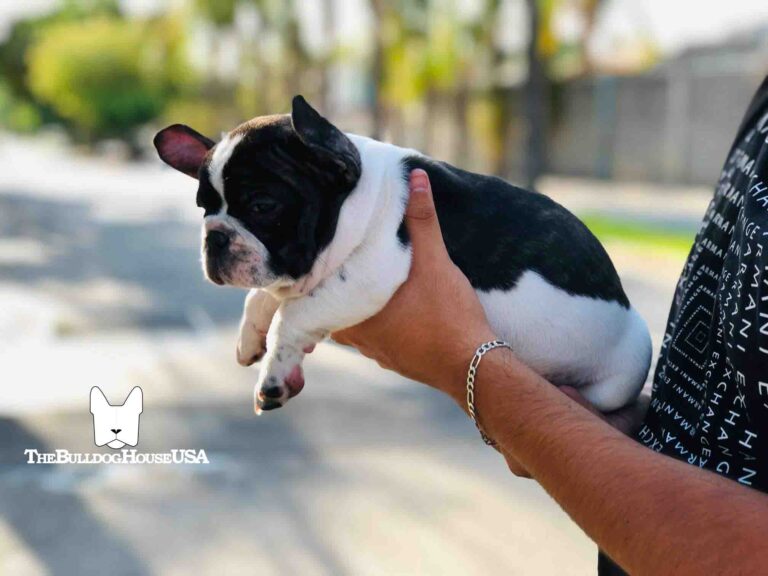 French-Bulldog-Pied-color-white-thebulldoghouseusa-usa-dog-frenchie-puppies-forsale