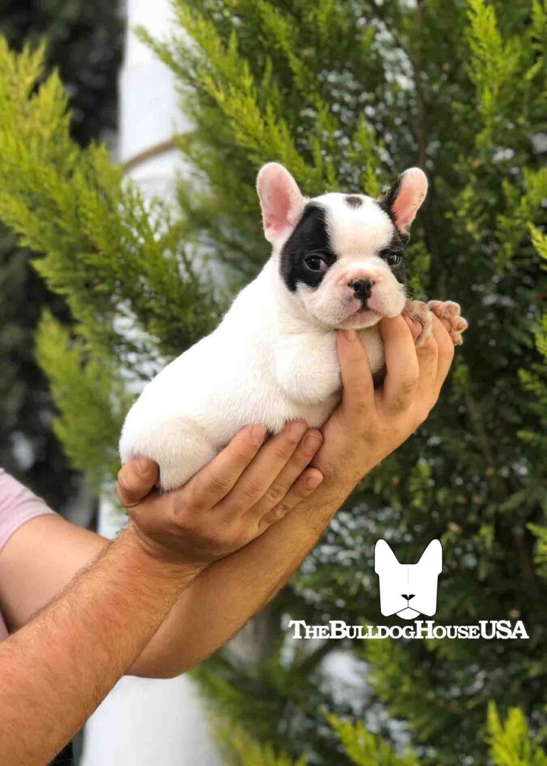 French-Bulldog-Pied-color-white-thebulldoghouseusa-usa-dogs-frenchie-puppies-for-sale-near-me