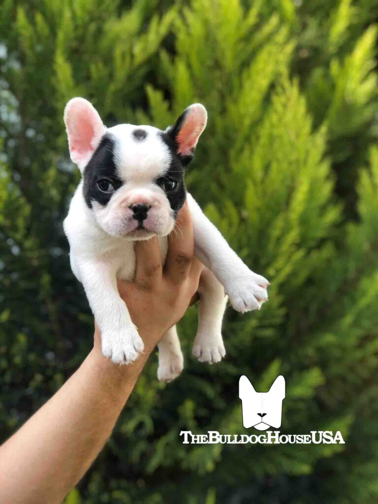 French-Bulldog-Pied-color-white-thebulldoghouseusa-usa-dogs-frenchie-puppies-forsale