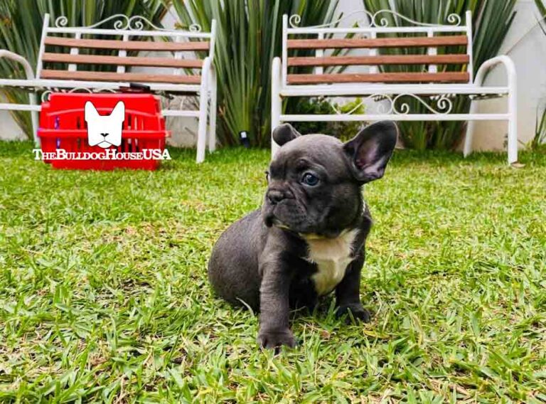 French-Bulldog-blue-color-thebulldoghouseusa-usa-frenchie-akc-dog