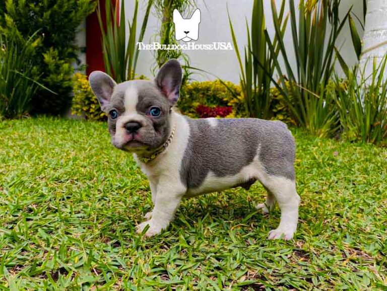 French-Bulldog-blue-color-thebulldoghouseusa-usa-frenchie-akc-dogs