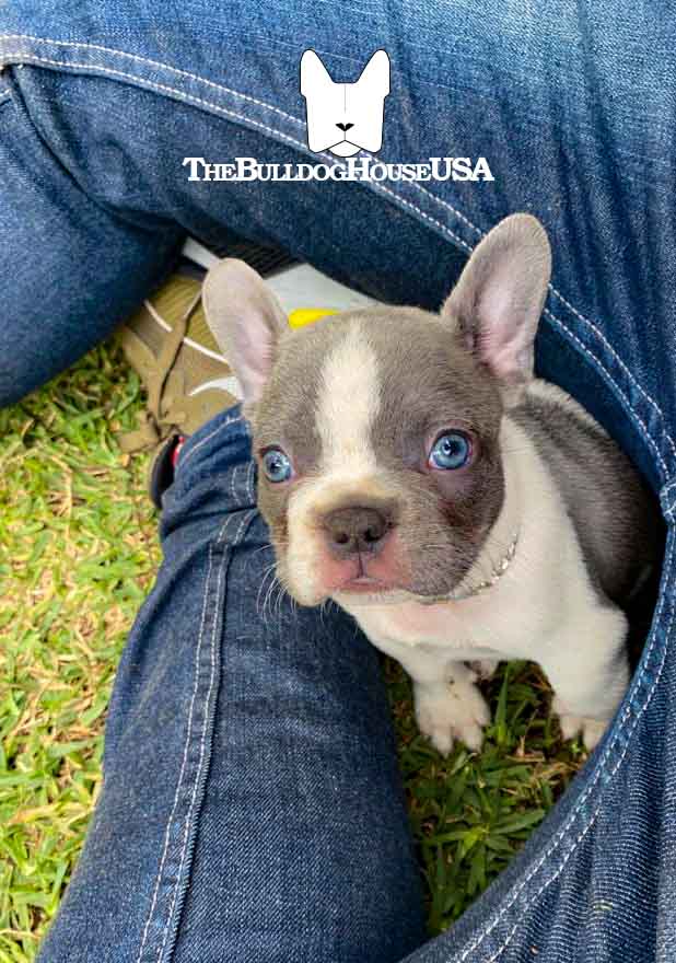 French-Bulldog-blue-color-thebulldoghouseusa-usa-frenchie-akc-puppy-california-texas-miami