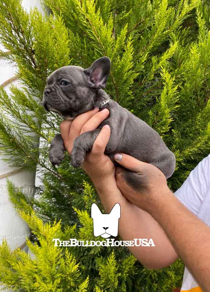 French-Bulldog-blue-color-thebulldoghouseusa-usa-frenchie-akc