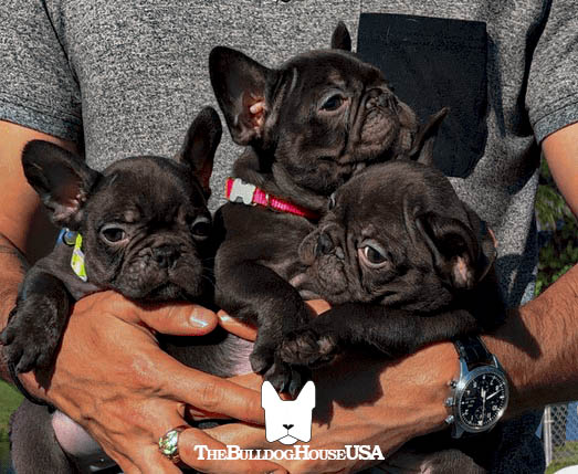 French-Bulldog-chocolate-color-frenchie-thebulldoghouseusa-akc-dog-choco-and-tan-brothers