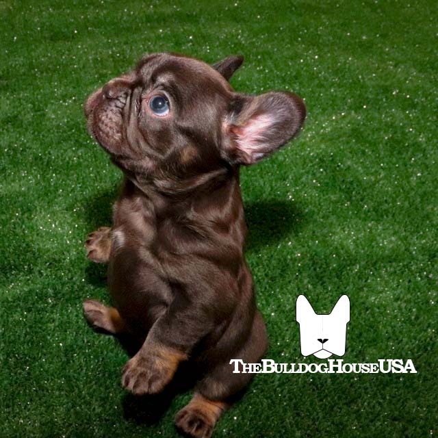 French-Bulldog-chocolate-color-frenchie-thebulldoghouseusa-akc-dog-choco-and-tan