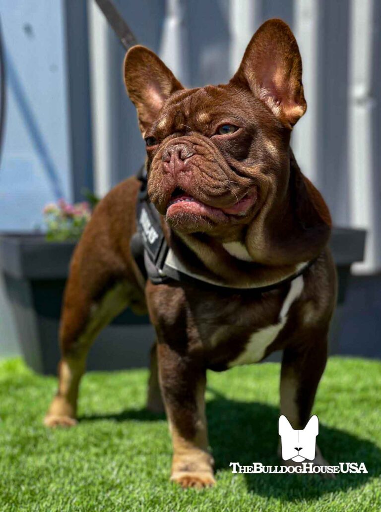 French-Bulldog-chocolate-color-frenchie-thebulldoghouseusa-akc-dog-exotic-colors-expensive