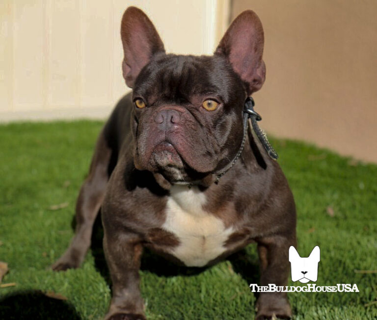 French-Bulldog-chocolate-color-frenchie-thebulldoghouseusa-akc-dog-exotic-colors-usa