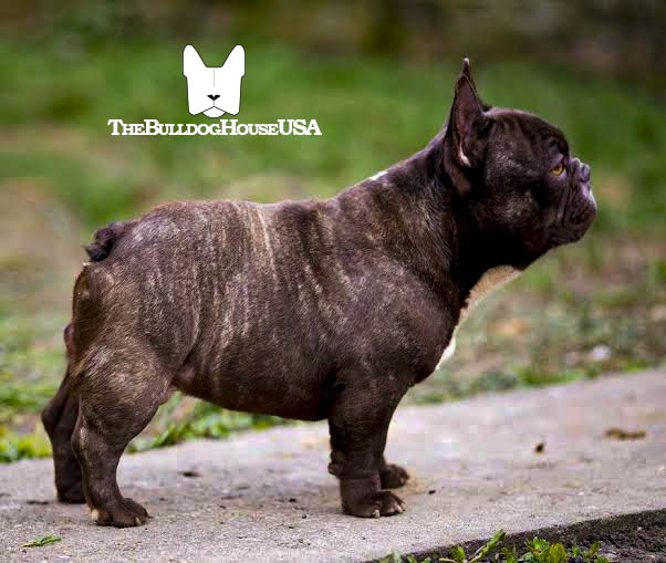 French-Bulldog-chocolate-color-frenchie-thebulldoghouseusa-akc-dog-exotic-colors