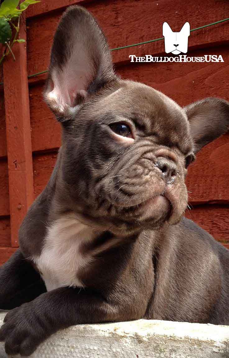 French-Bulldog-chocolate-color-frenchie-thebulldoghouseusa-akc-dog-exotic