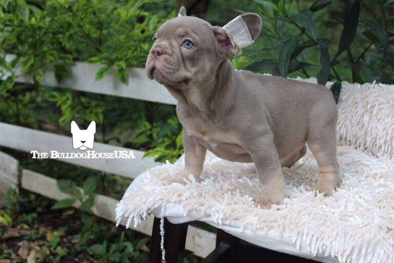 French-bulldog-isabella-color-thebulldoghouseusa-akc-dog