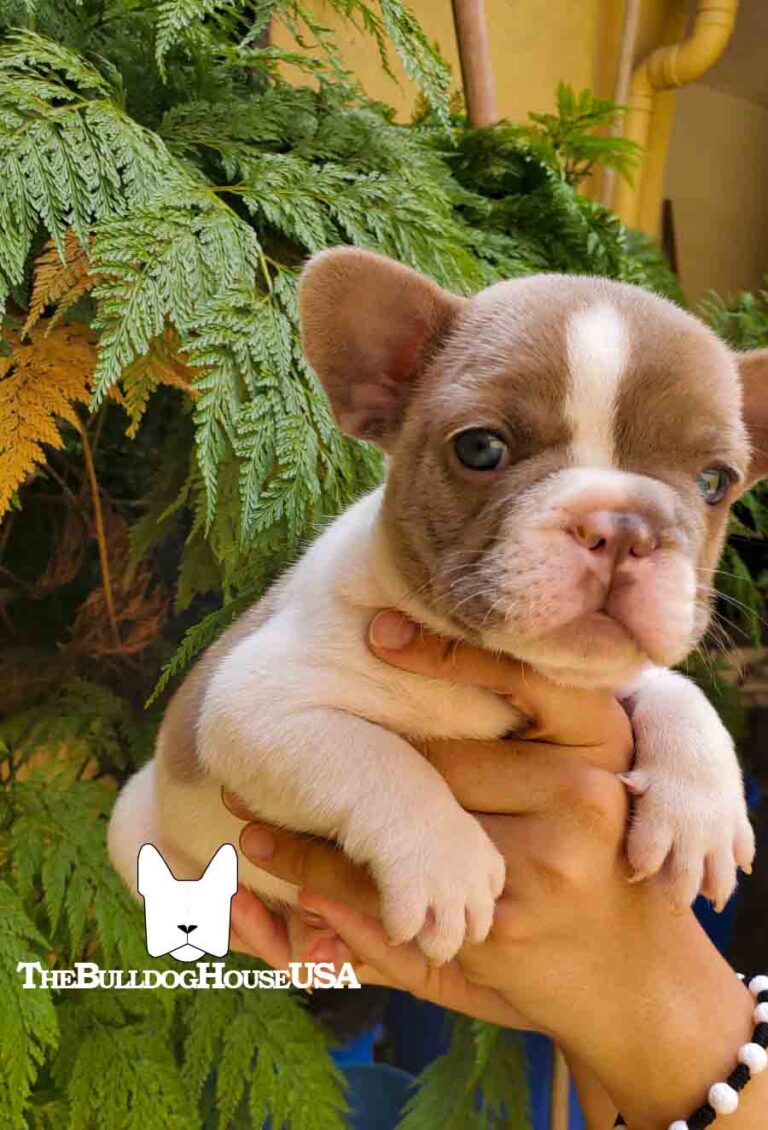 French-bulldog-isabella-color-thebulldoghouseusa-akc-expensive-dog