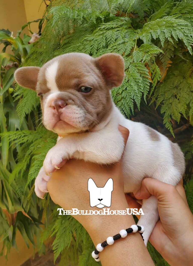 French-bulldog-isabella-color-thebulldoghouseusa-akc-expensive-pet