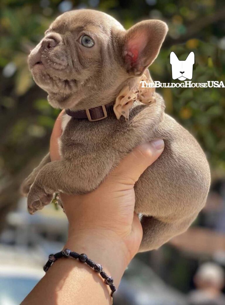 French-bulldog-isabella-color-thebulldoghouseusa-akc-expensive-pets