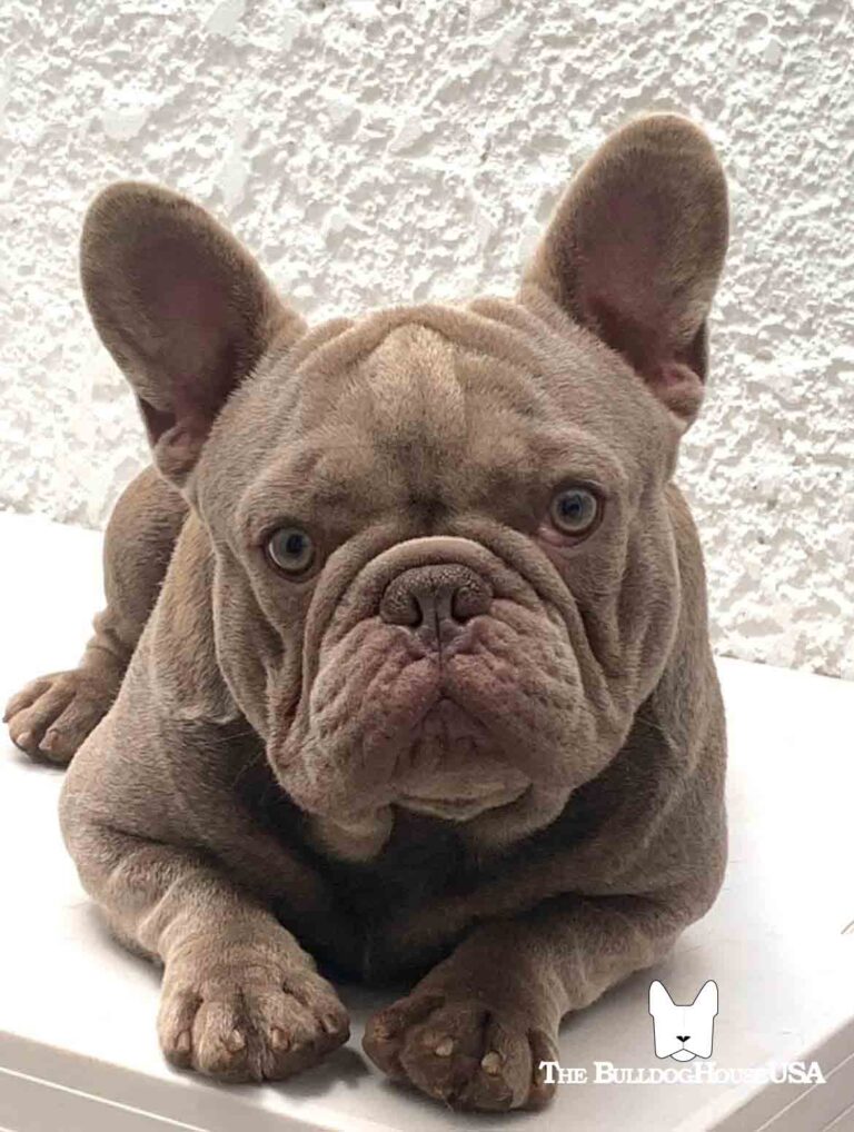 French-bulldog-isabella-color-thebulldoghouseusa-akd-adult