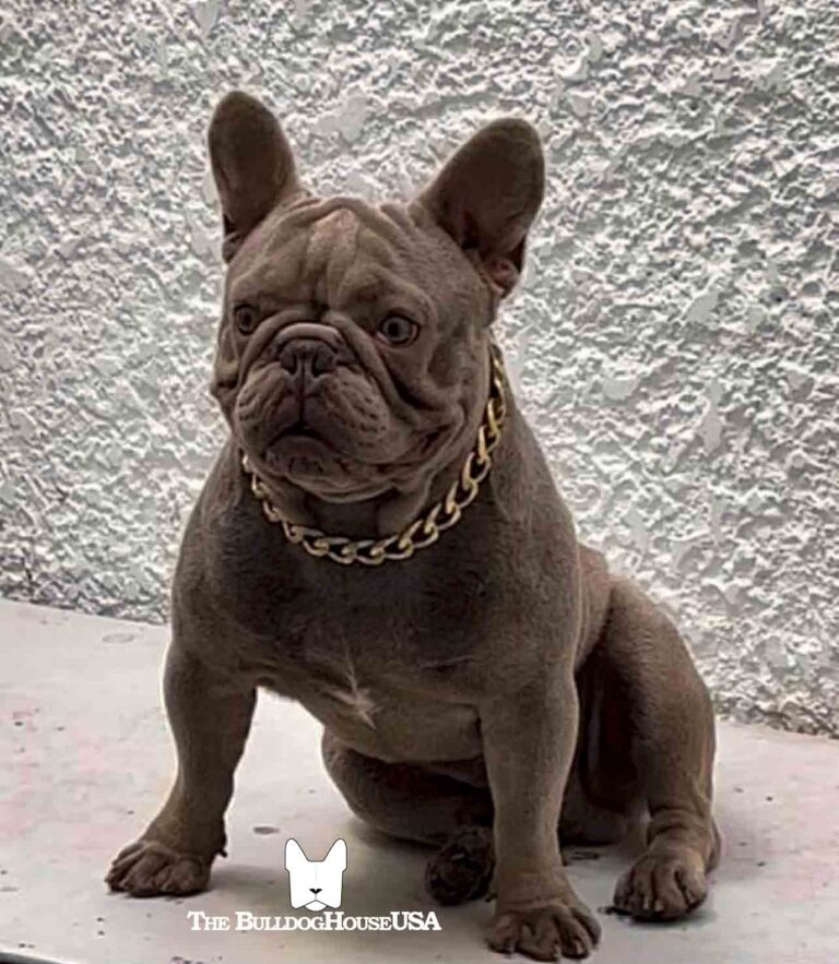 Isabella French Bulldog