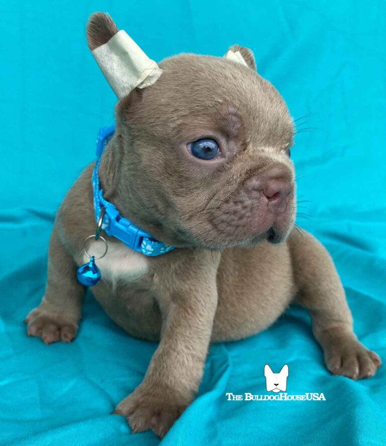 French-bulldog-isabella-color-thebulldoghouseusa-akd-doggys