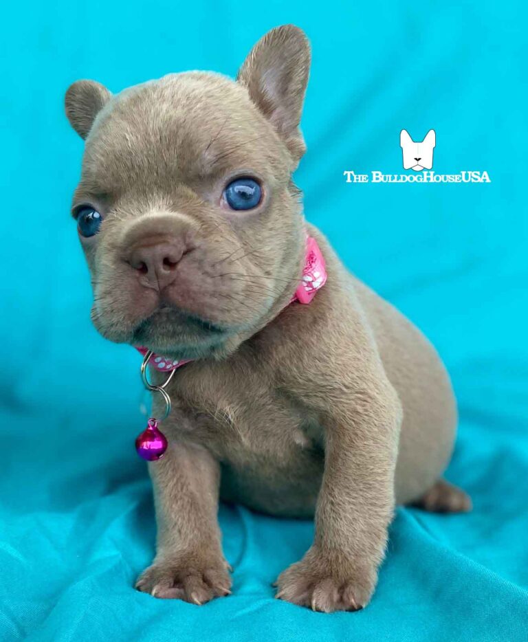 French-bulldog-isabella-color-thebulldoghouseusa-akd-doggystyles